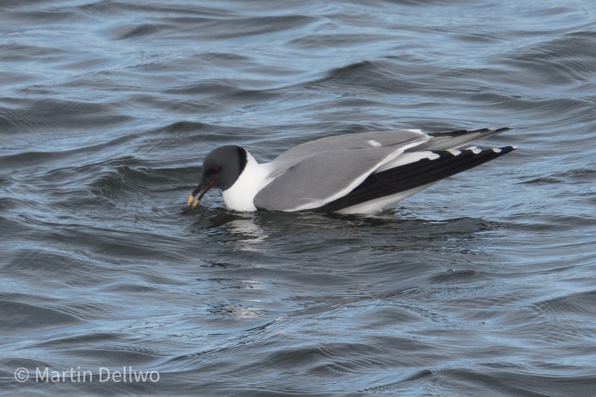 Sabine's Gull - ML620292977