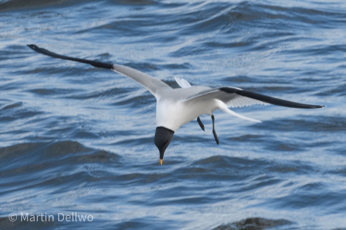 Sabine's Gull - ML620292980