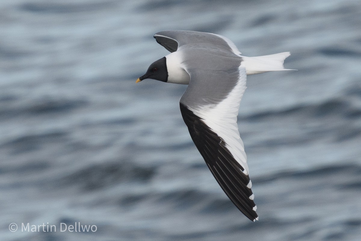 Mouette de Sabine - ML620292981