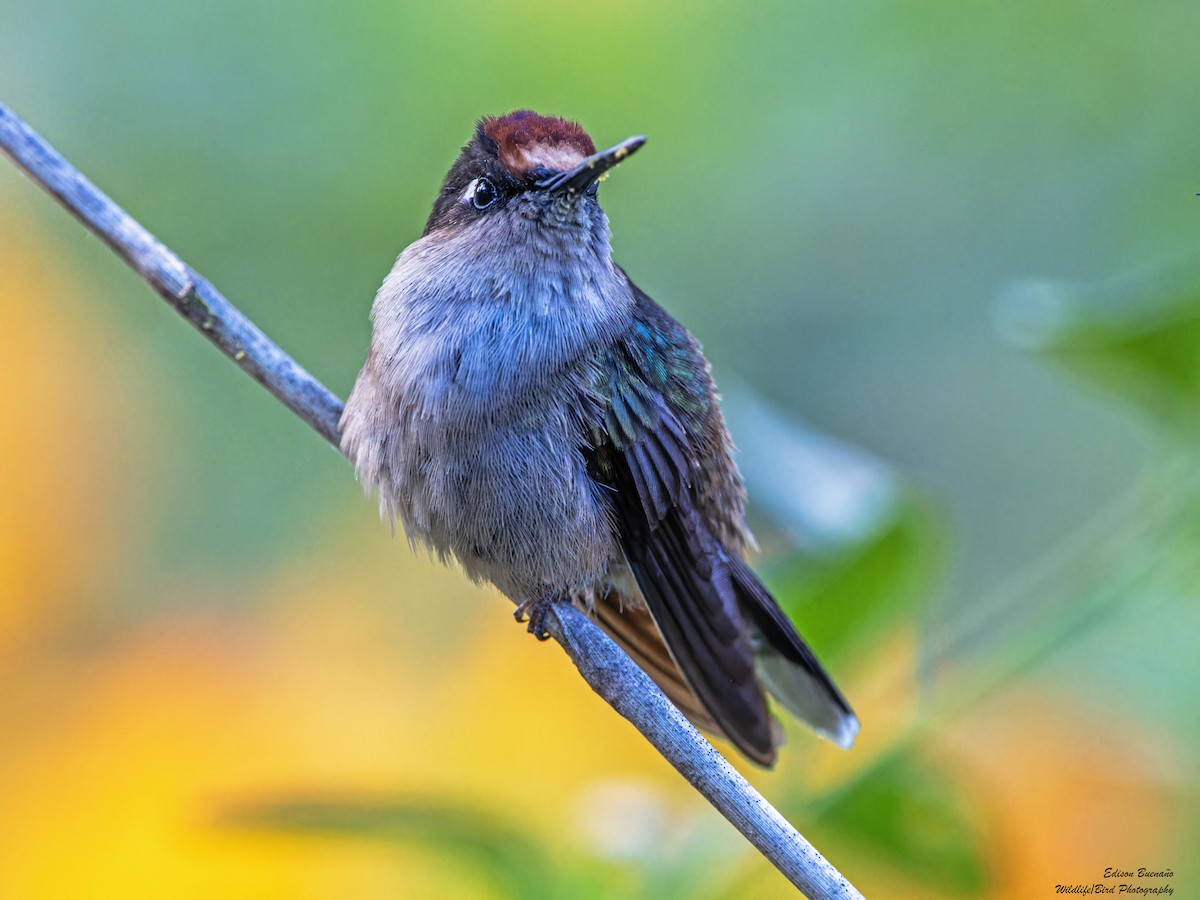 Colibri du Tolima - ML620292986