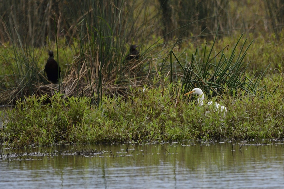 Plumed Egret - ML620292987