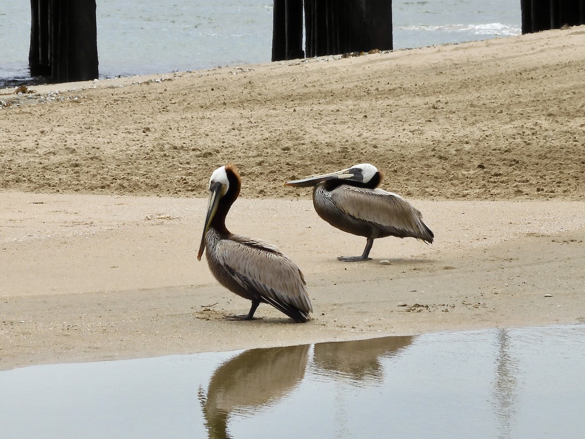 Brown Pelican - ML620292988