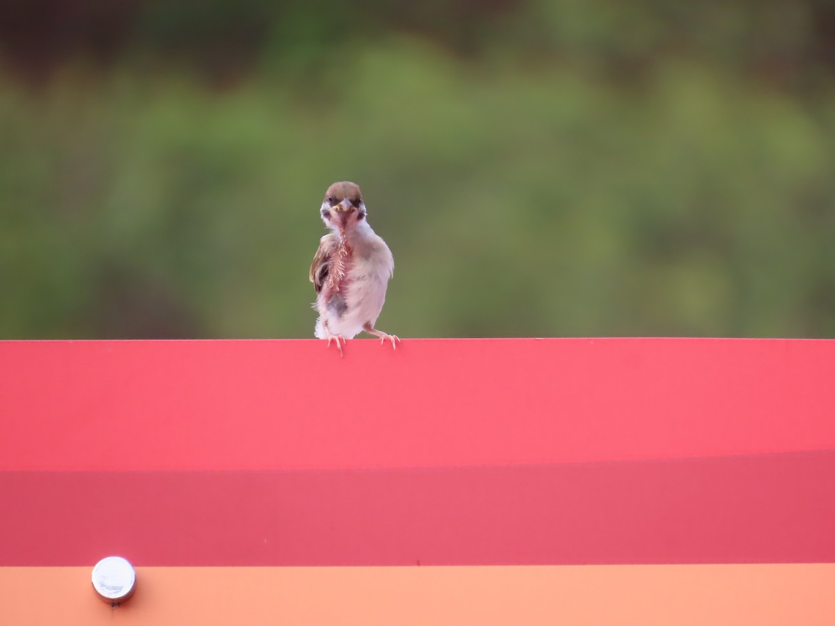 Eurasian Tree Sparrow - ML620292989