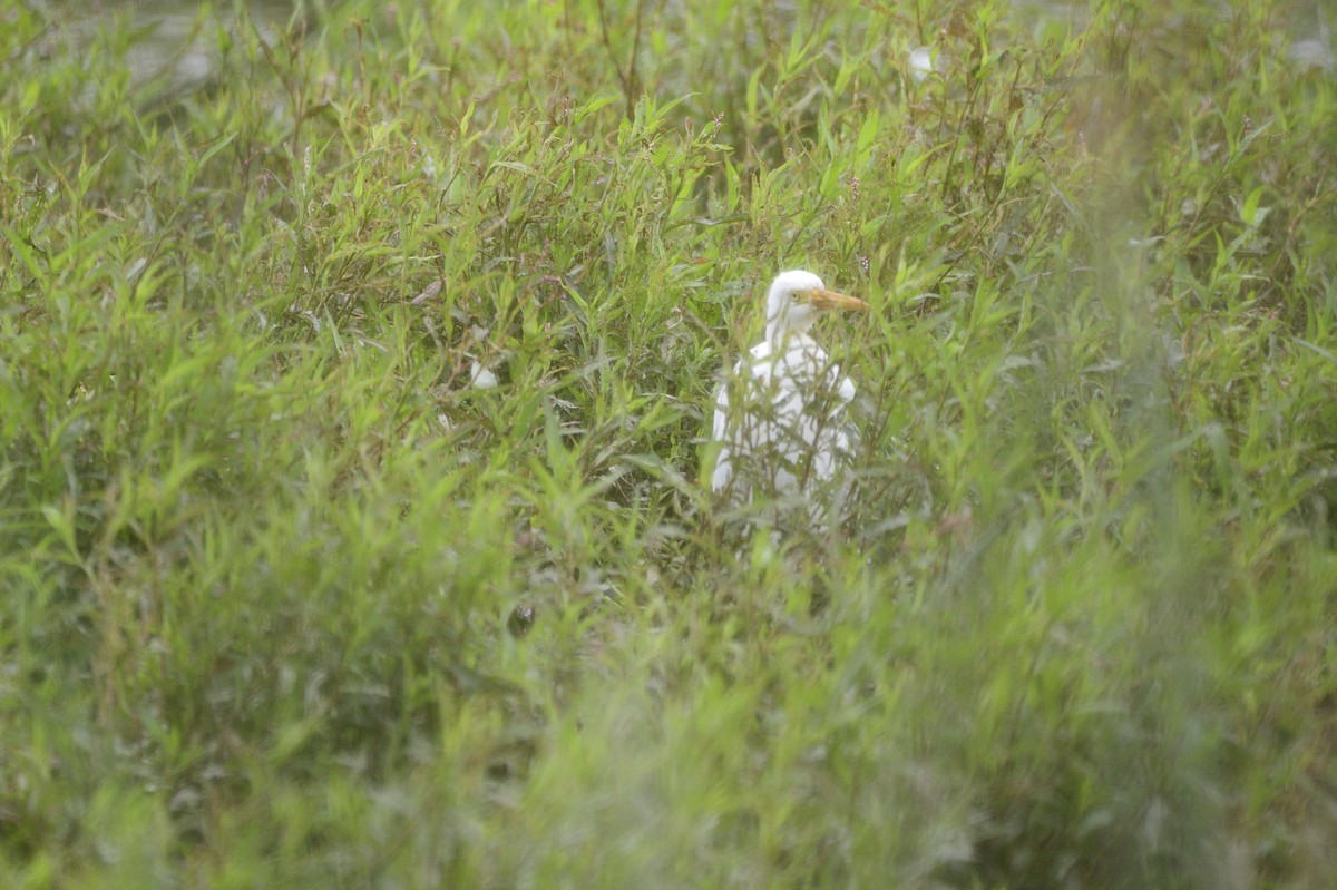 Plumed Egret - ML620292993