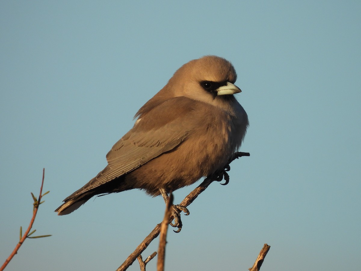 Black-faced Woodswallow - ML620292999