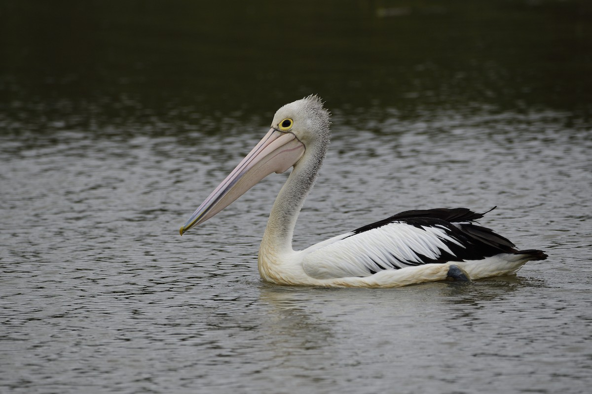 Australian Pelican - ML620293000