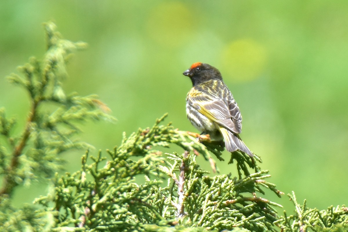 Fire-fronted Serin - ML620293001