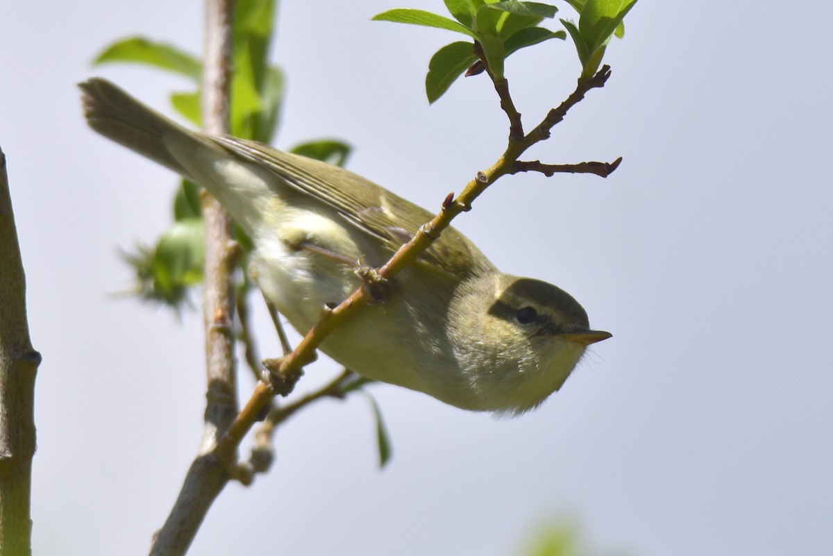 Hume's Warbler - ML620293003