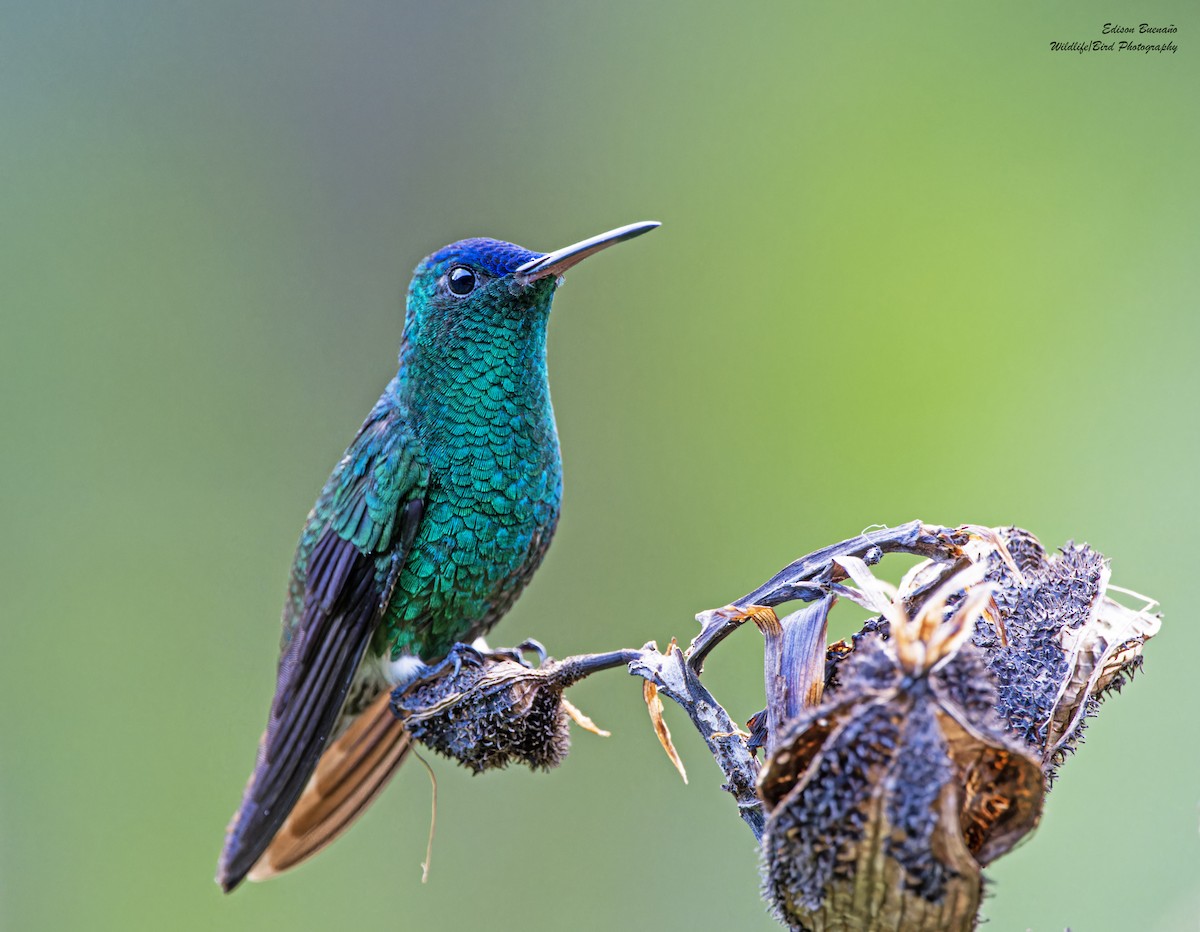 Indigo-capped Hummingbird - ML620293014