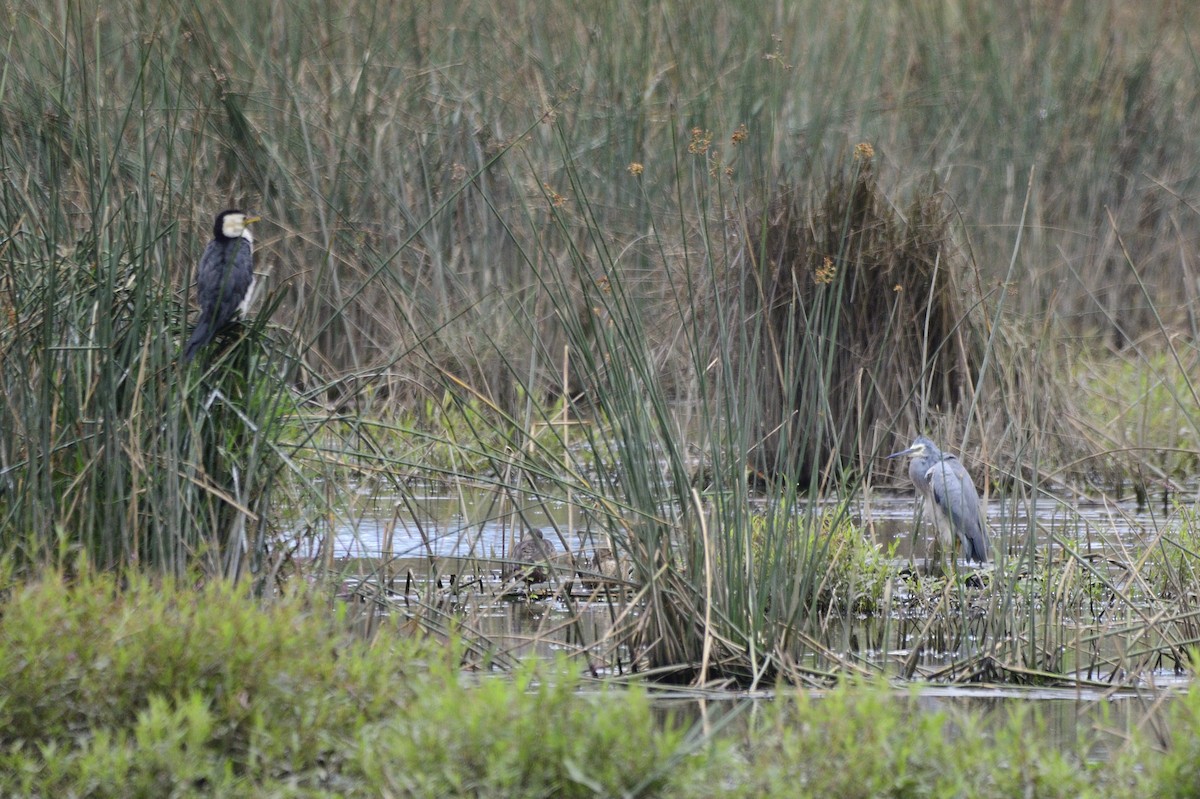 White-faced Heron - ML620293015