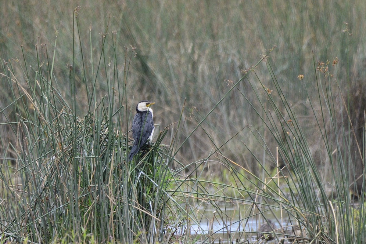 Little Pied Cormorant - ML620293018