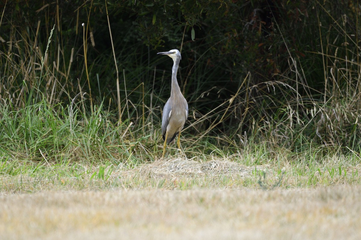 White-faced Heron - ML620293020