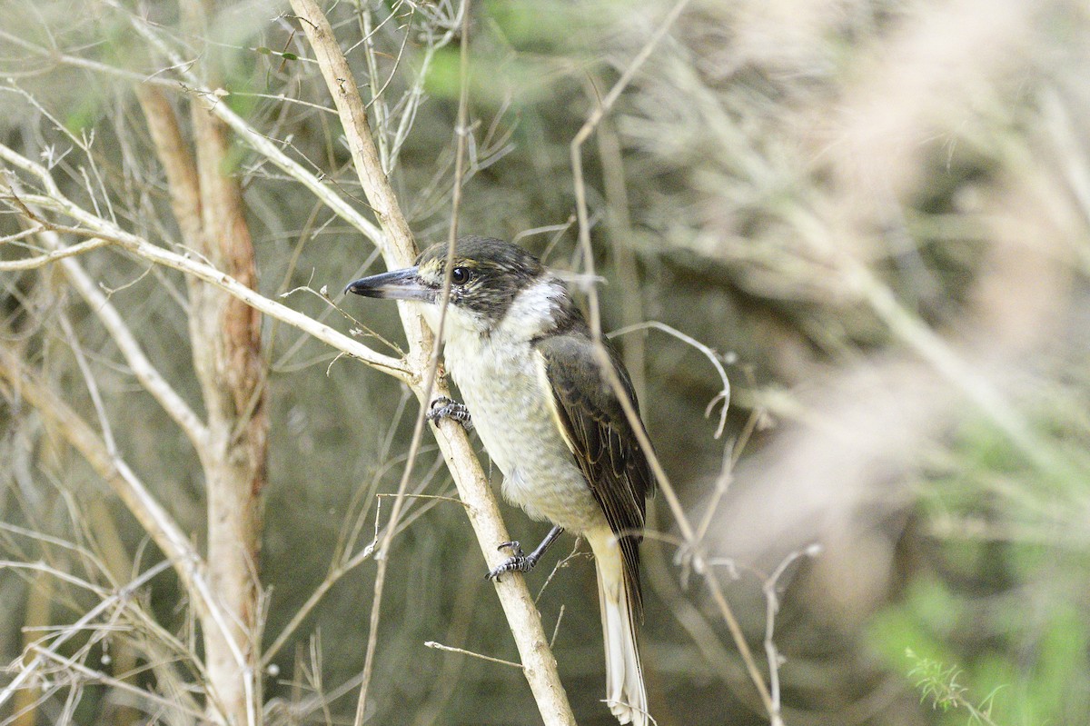 Gray Butcherbird - ML620293028