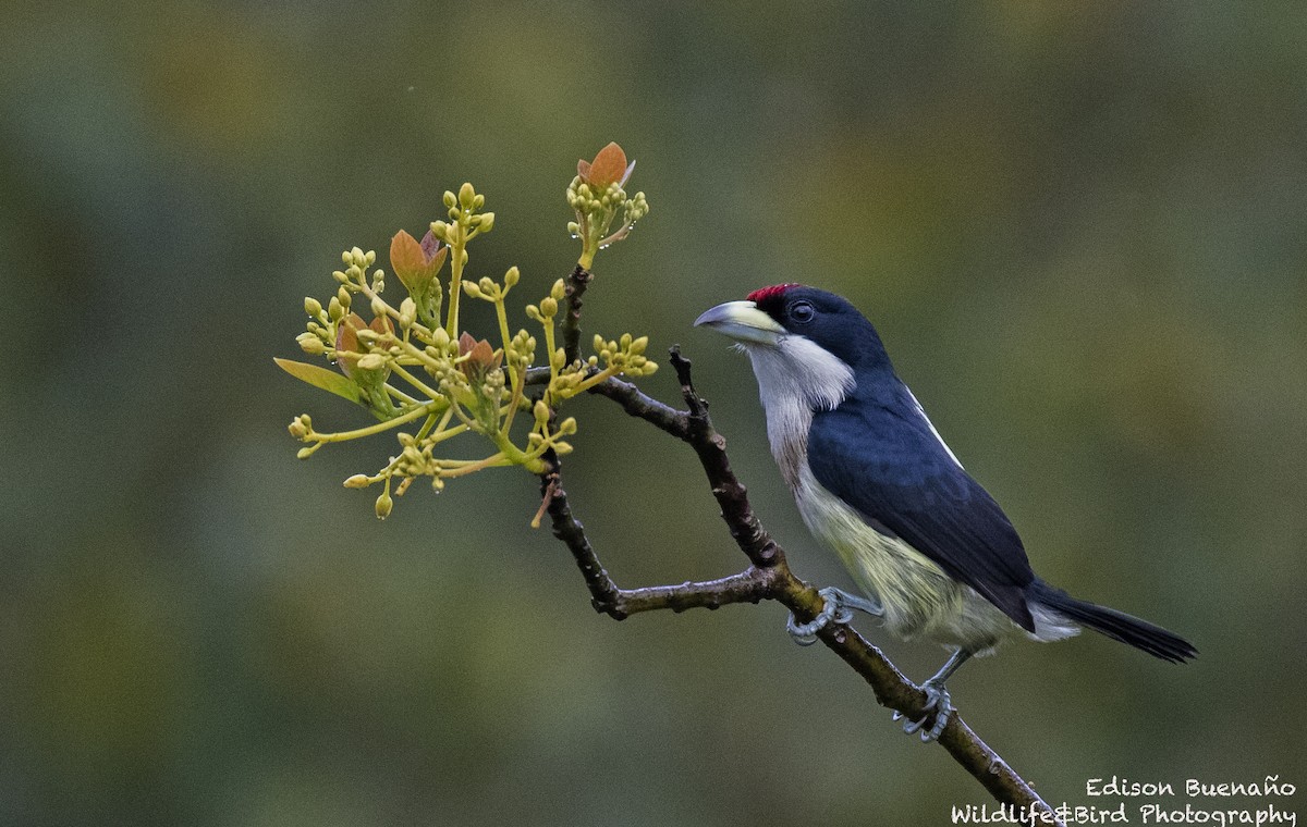 White-mantled Barbet - ML620293032