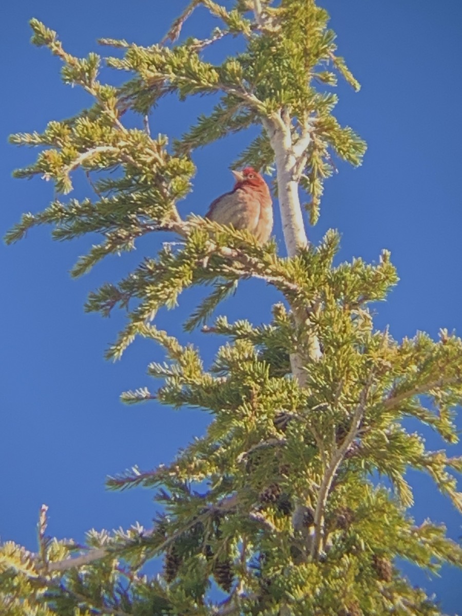 Cassin's Finch - ML620293037