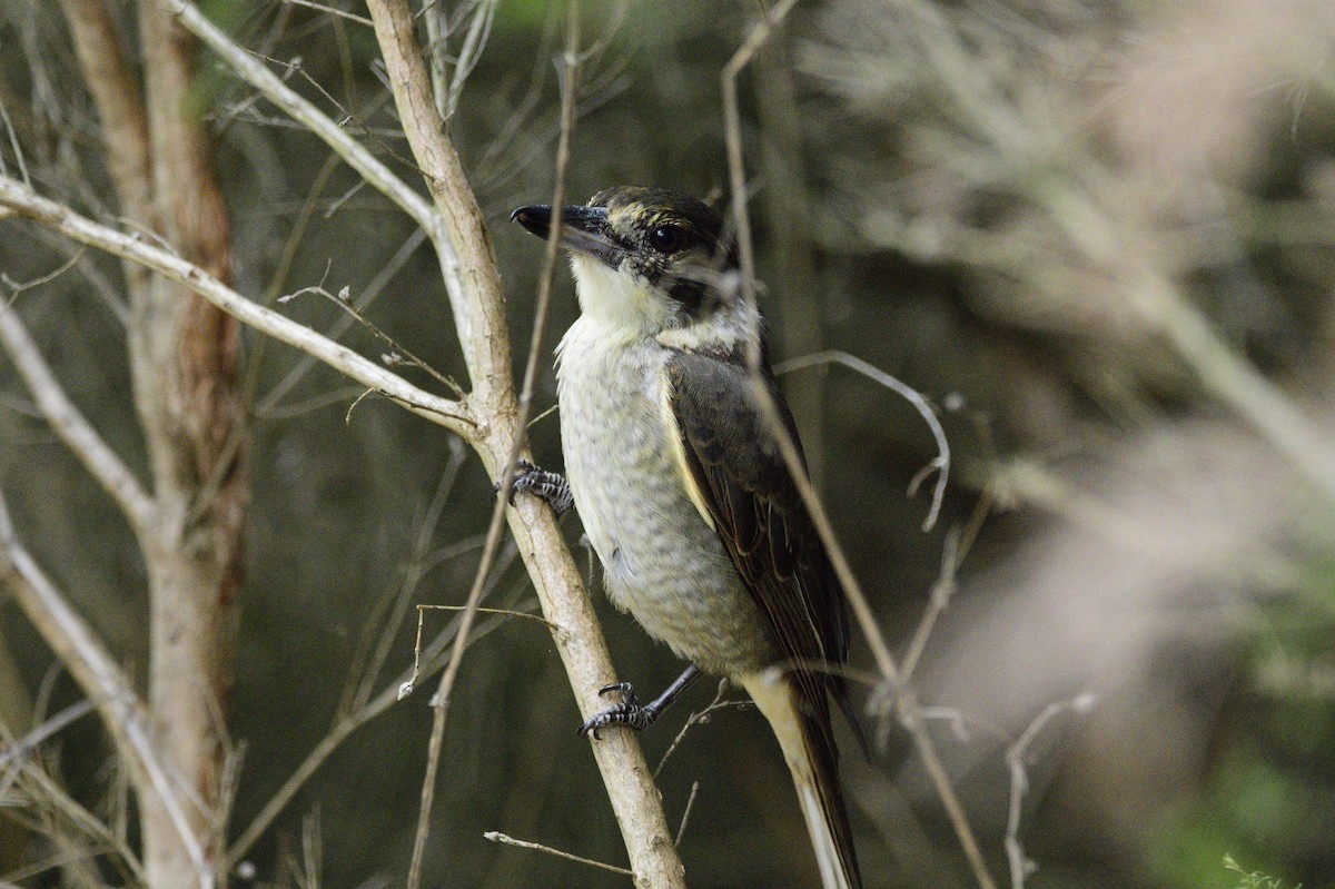 Gray Butcherbird - ML620293047