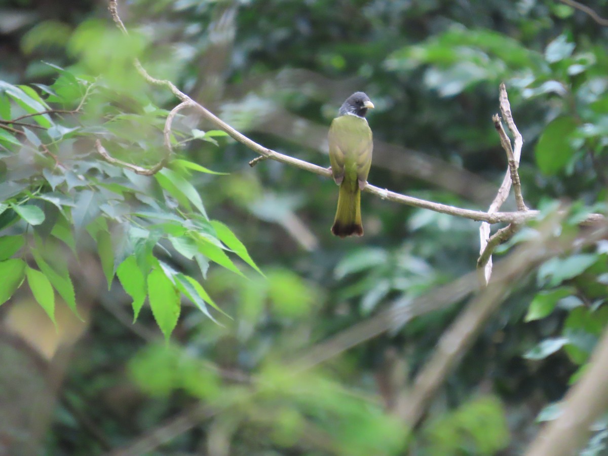 Collared Finchbill - ML620293048