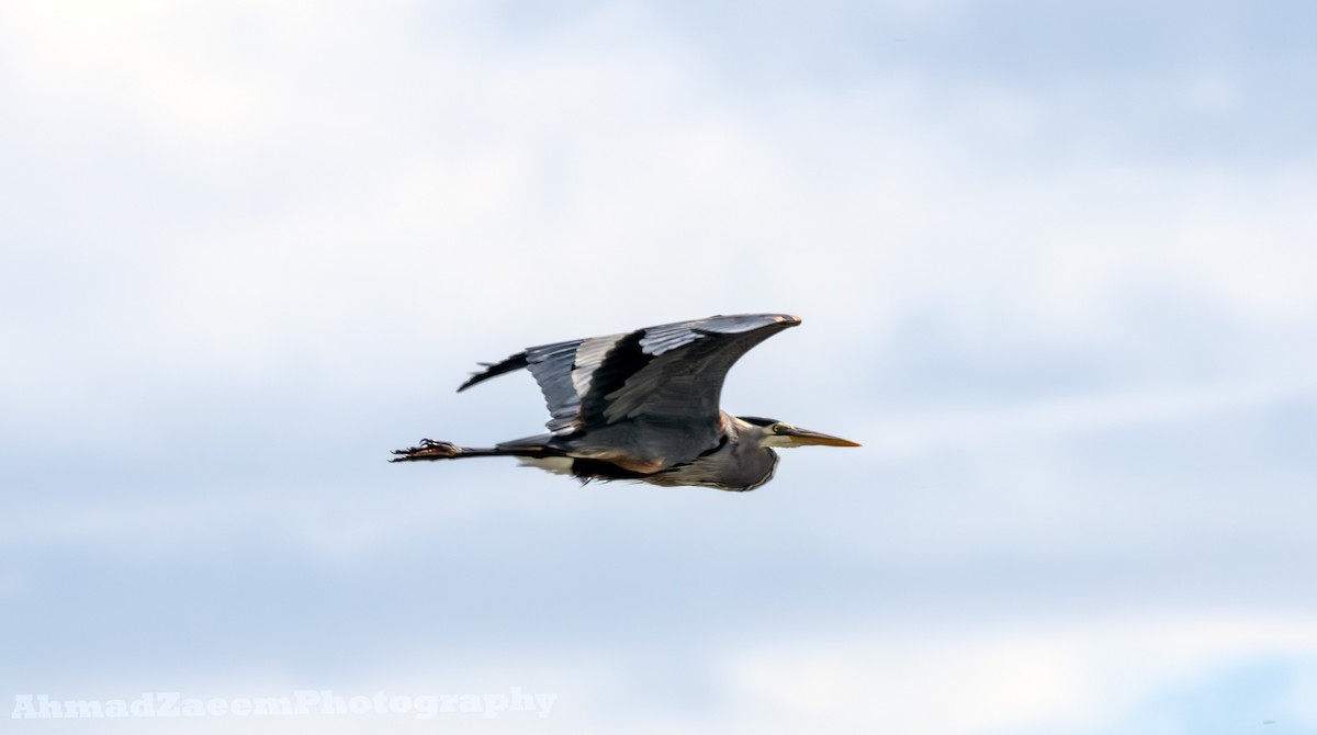 Great Blue Heron - ML620293049