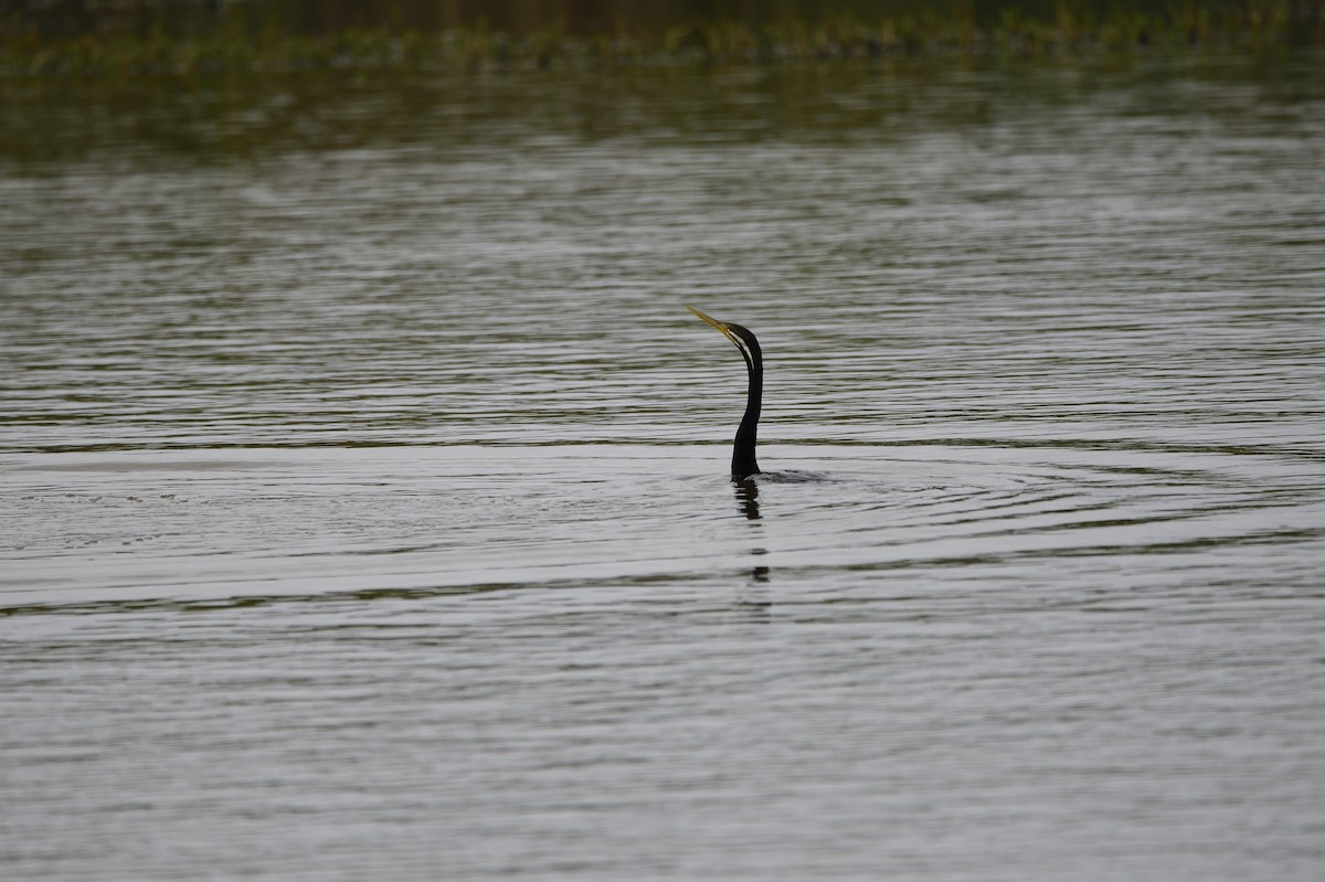 Anhinga Australiana - ML620293050