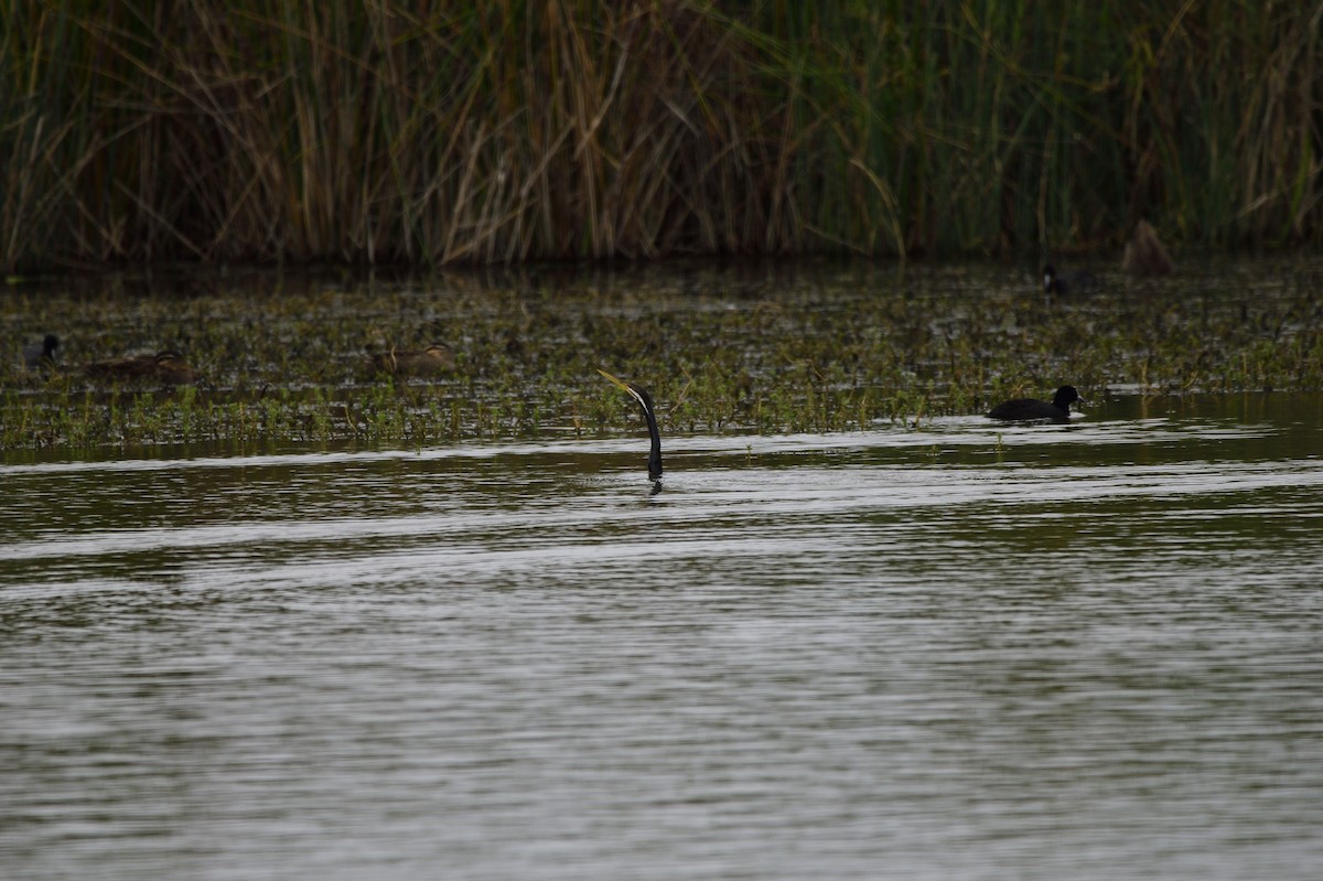 anhinga australská - ML620293051