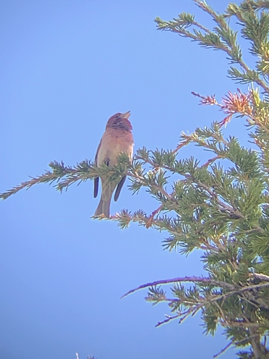 Cassin's Finch - ML620293054