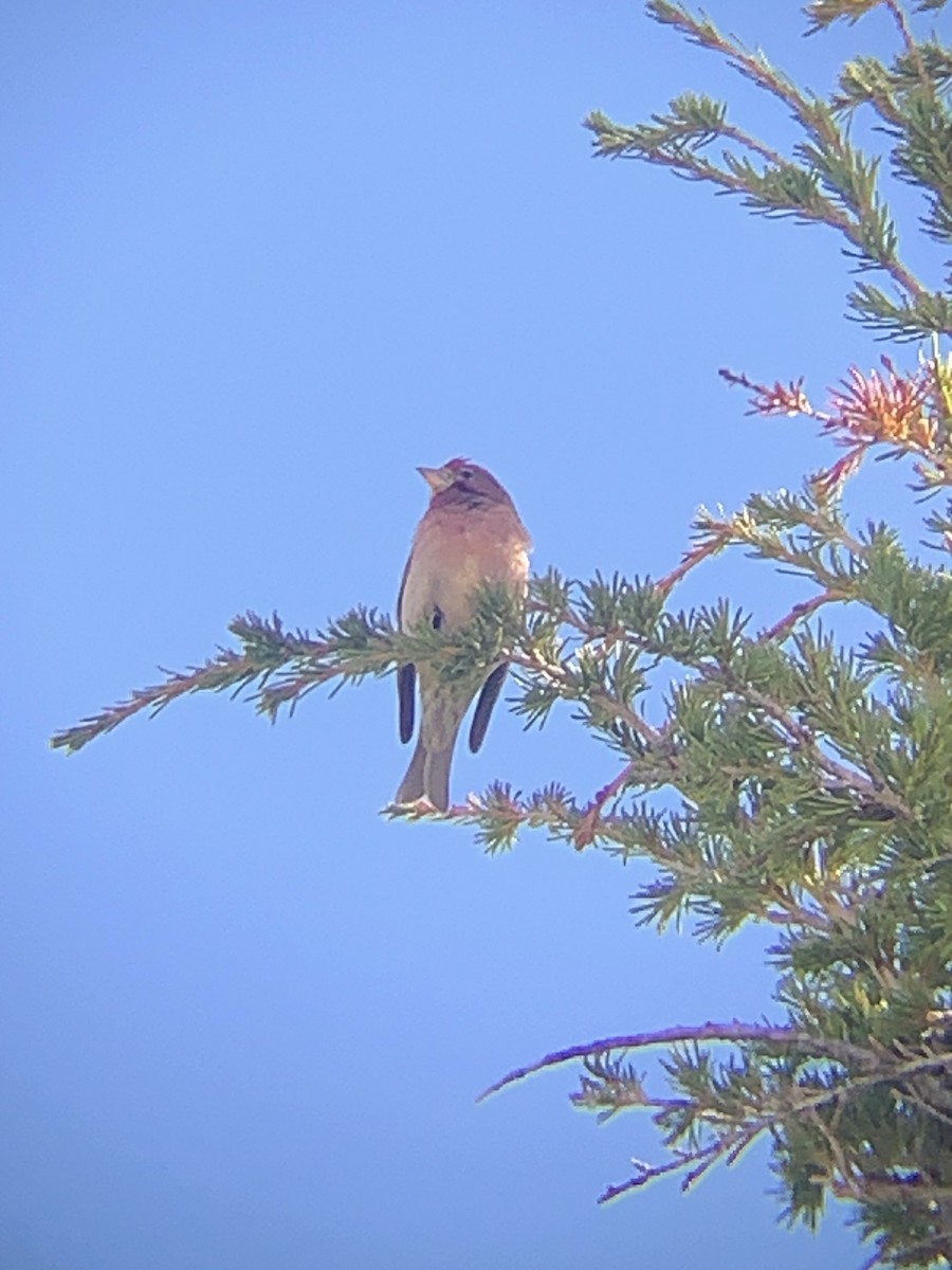 Cassin's Finch - ML620293055