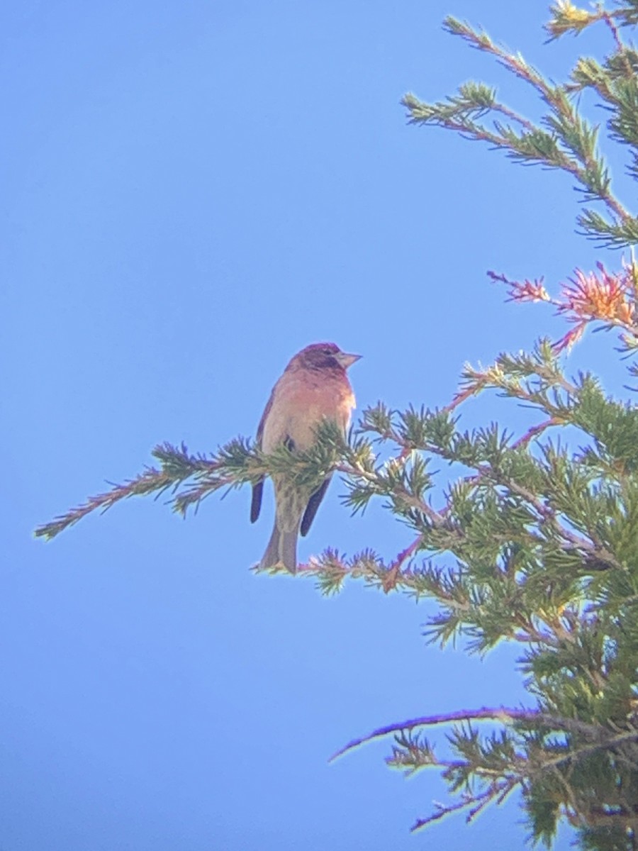 Cassin's Finch - ML620293056