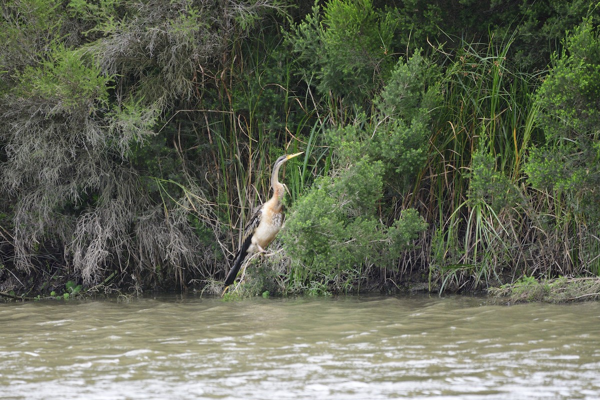 Anhinga Australiana - ML620293058