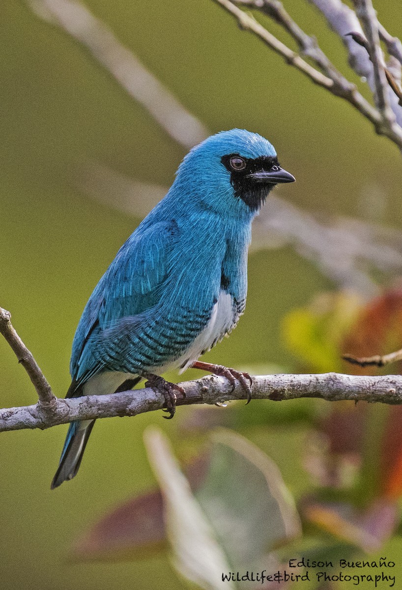 Swallow Tanager - ML620293059