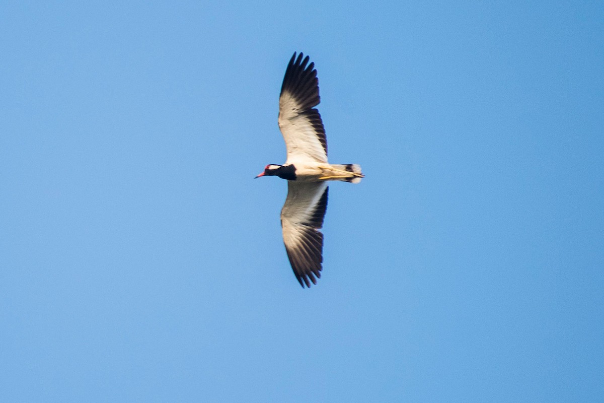 Red-wattled Lapwing - ML620293063