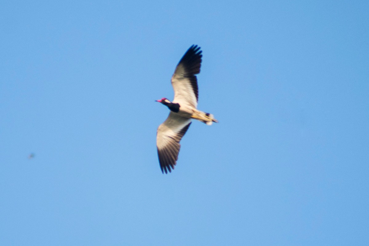 Red-wattled Lapwing - ML620293065