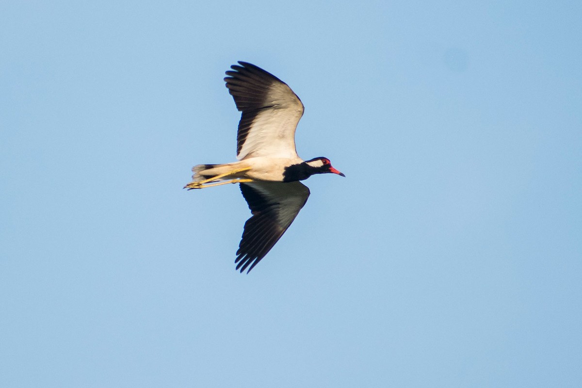 Red-wattled Lapwing - ML620293066