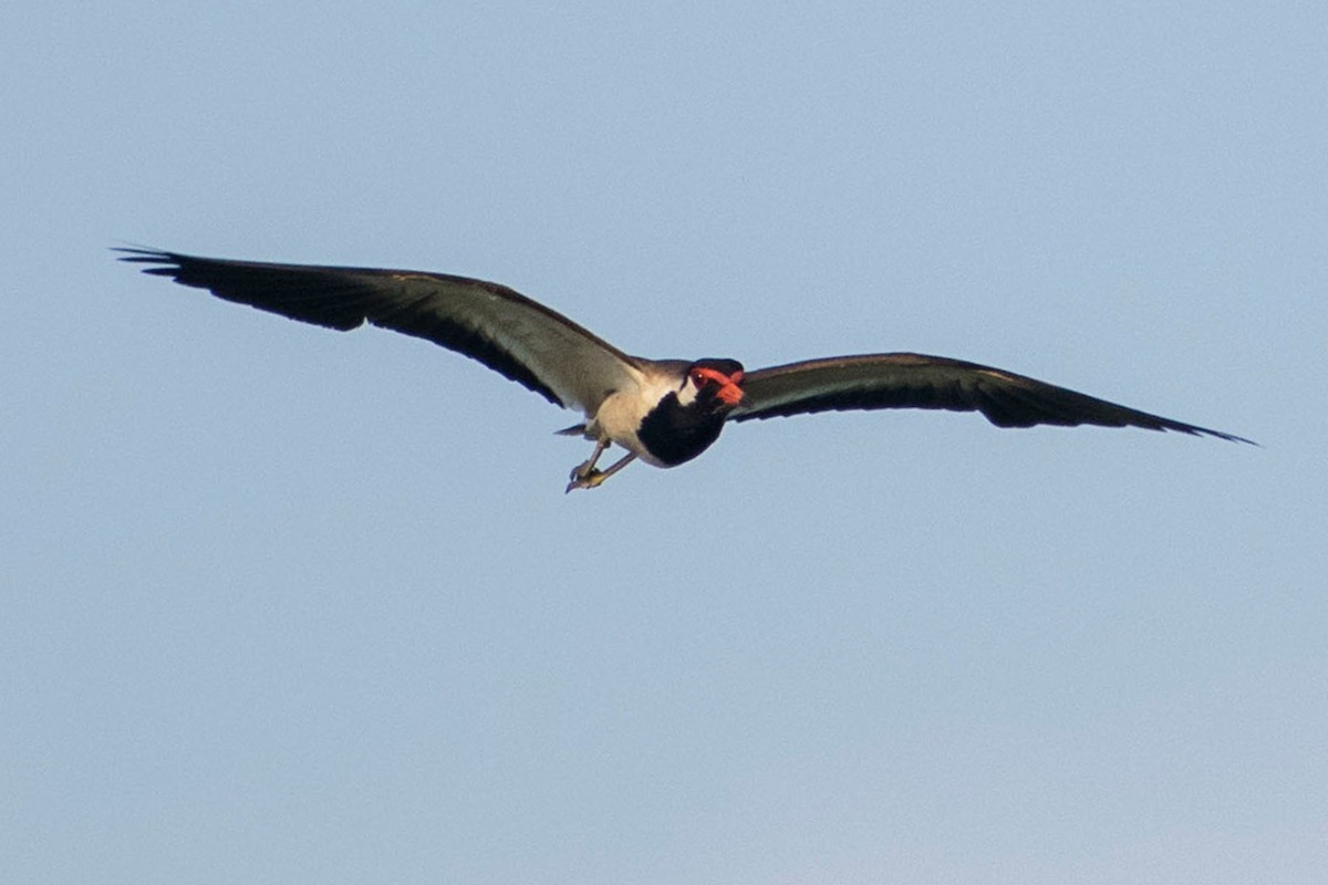 Red-wattled Lapwing - ML620293067