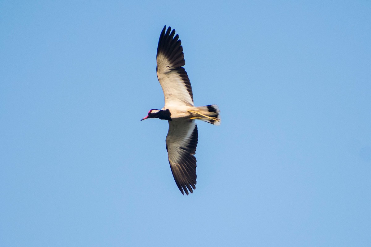 Red-wattled Lapwing - ML620293068