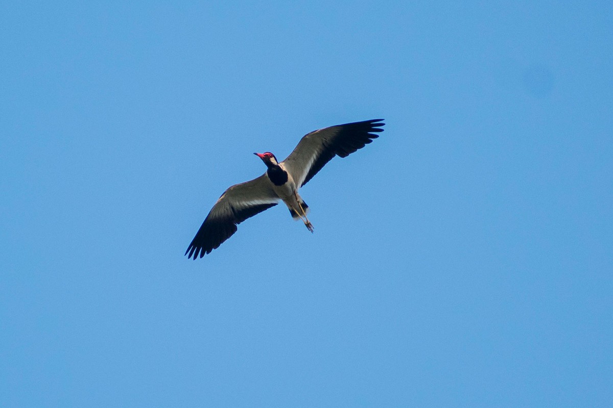 Red-wattled Lapwing - ML620293069