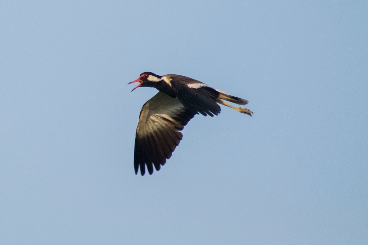 Red-wattled Lapwing - ML620293070