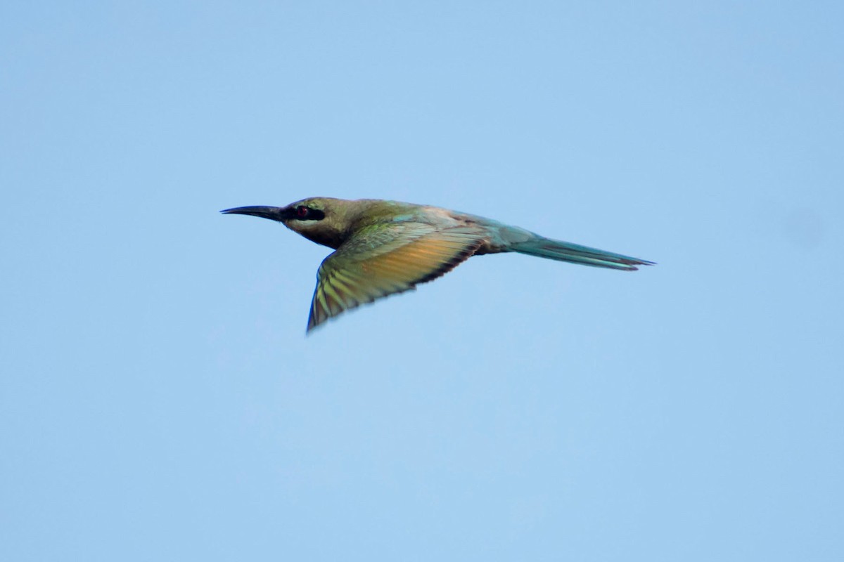 Blue-tailed Bee-eater - ML620293080