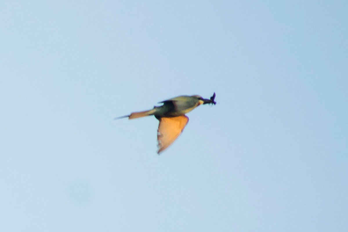 Blue-tailed Bee-eater - ML620293081