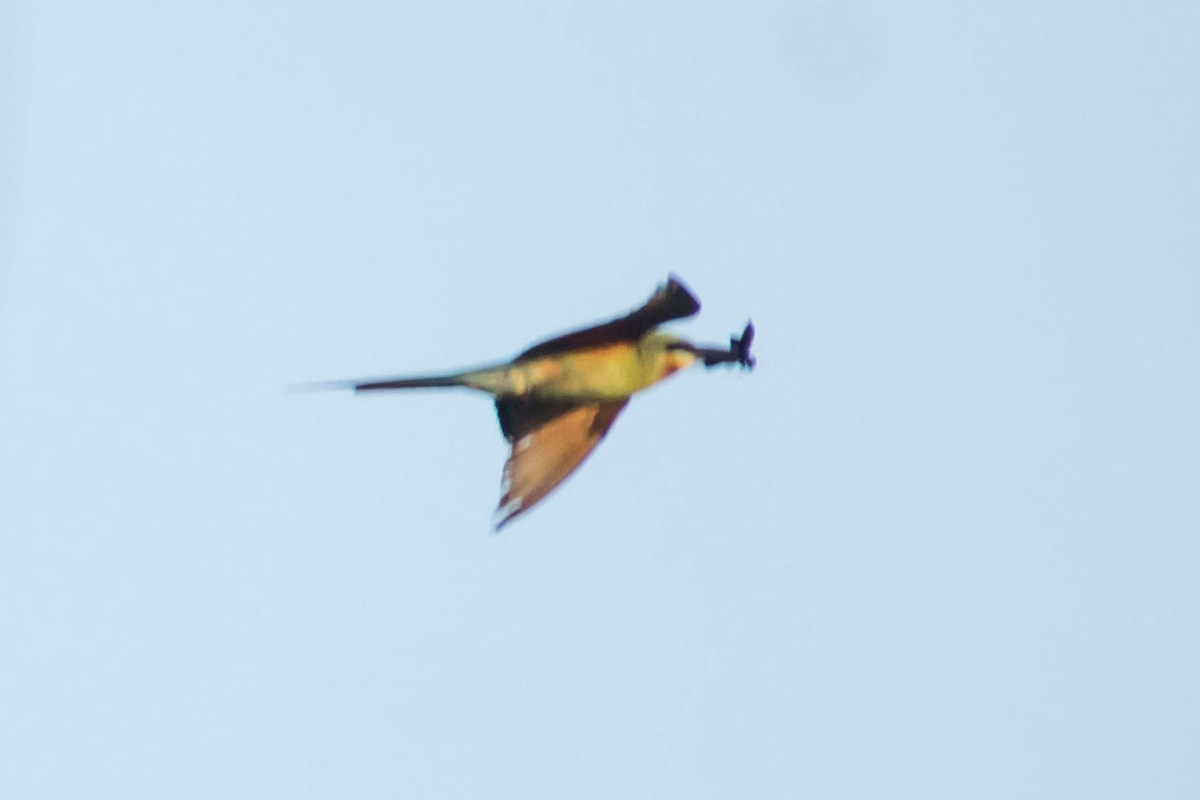 Blue-tailed Bee-eater - ML620293083