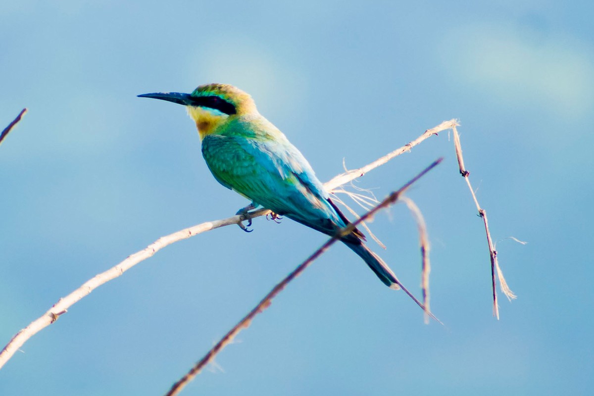 Blue-tailed Bee-eater - ML620293084