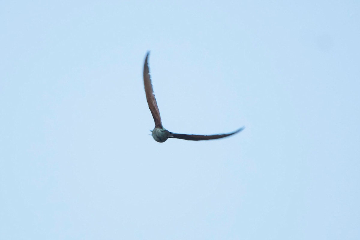 Blue-tailed Bee-eater - ML620293085