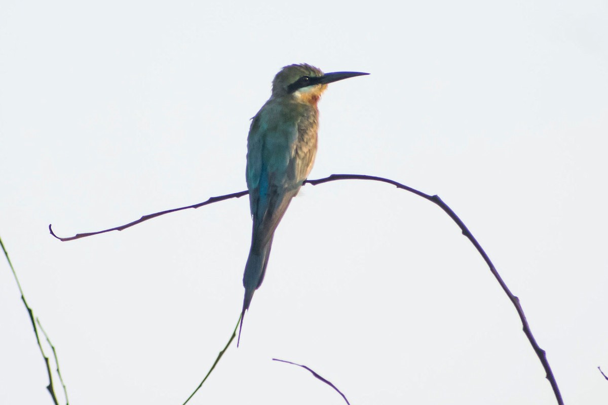 Blue-tailed Bee-eater - ML620293086