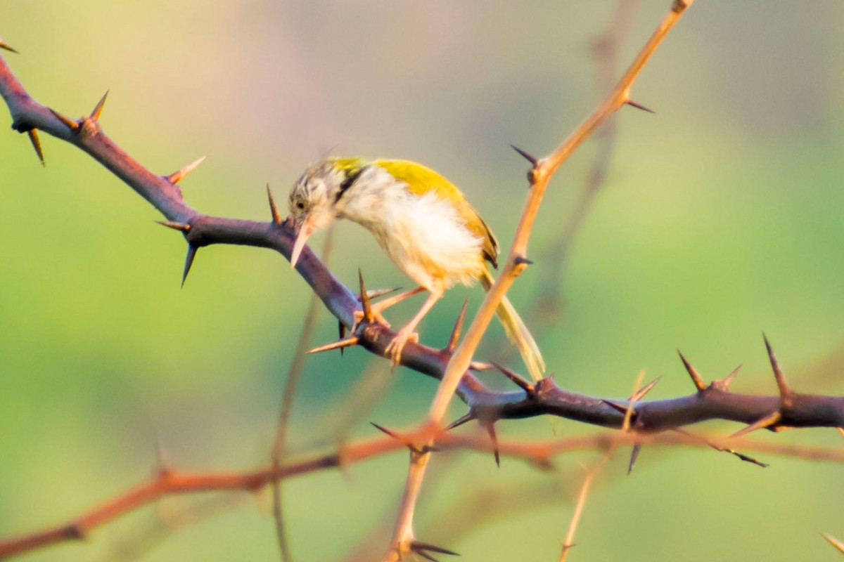 Common Tailorbird - ML620293098