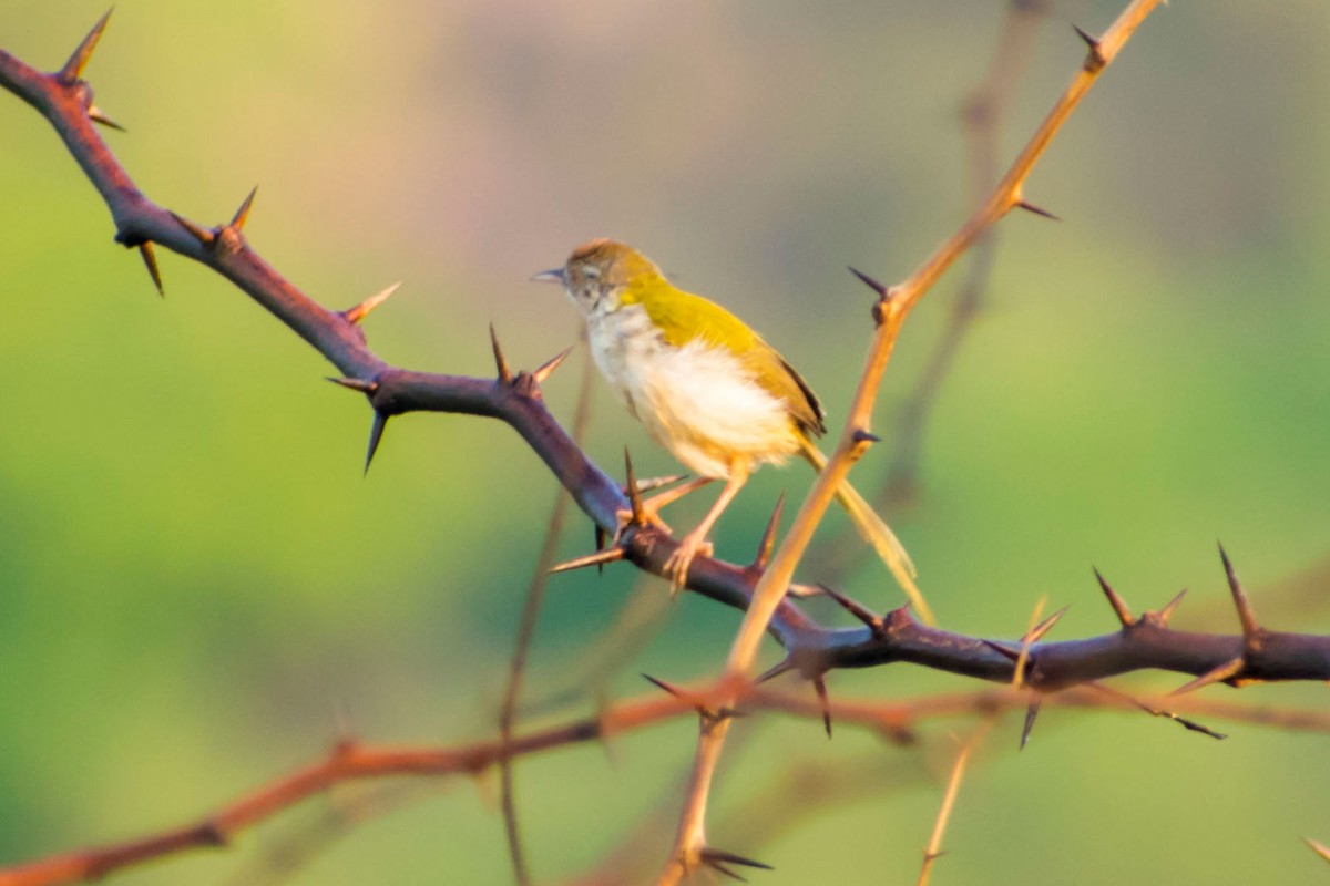 Common Tailorbird - ML620293099