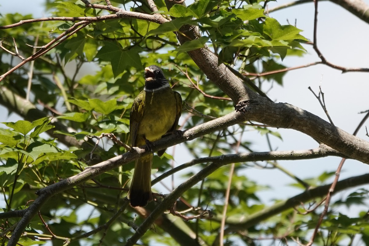 Bulbul Collarejo - ML620293104