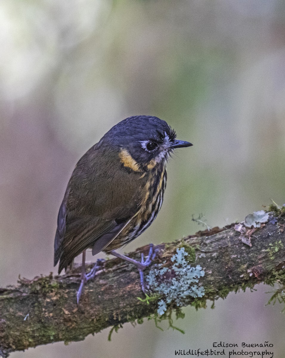 Crescent-faced Antpitta - ML620293106