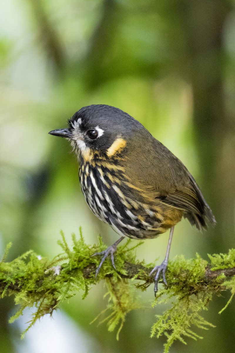 Crescent-faced Antpitta - ML620293107