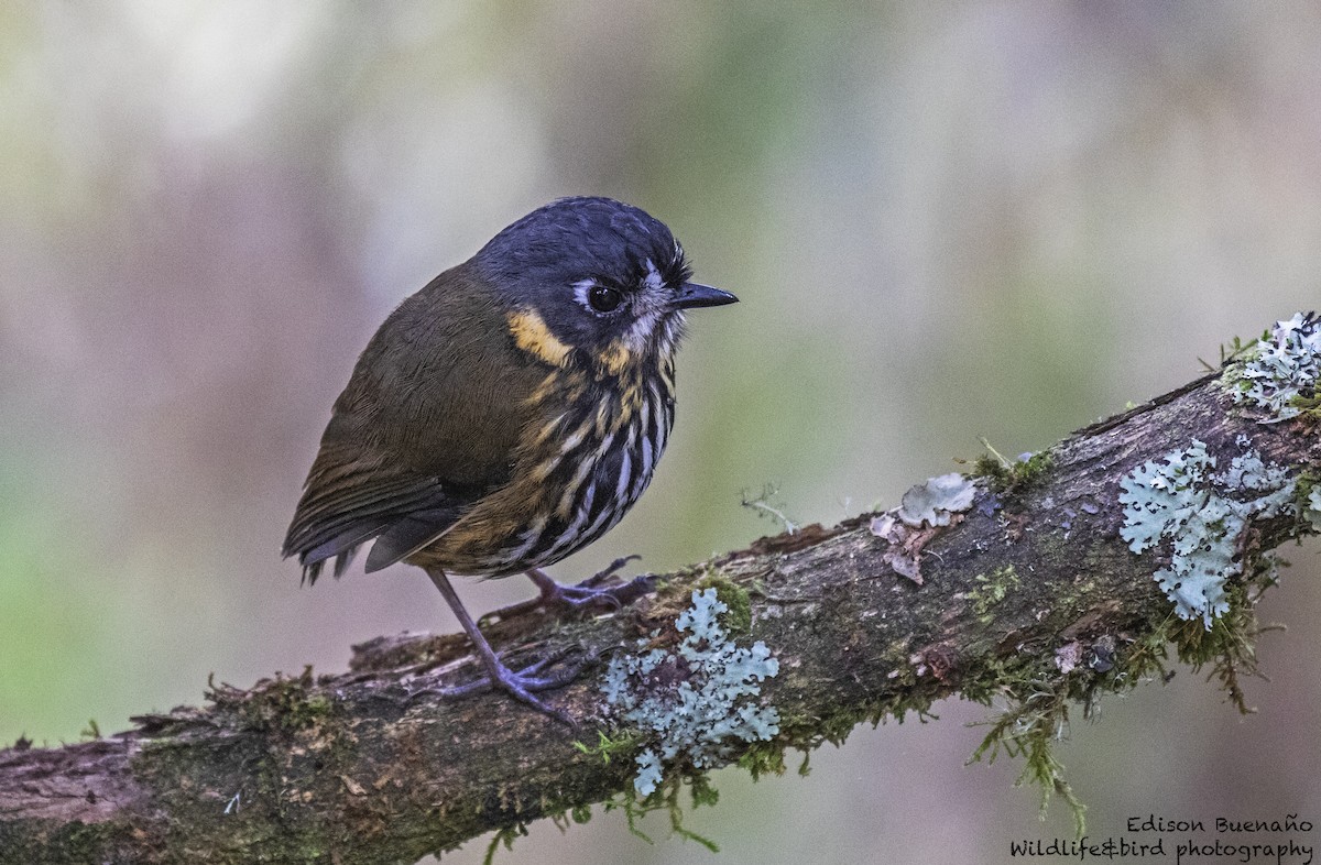 Crescent-faced Antpitta - ML620293108