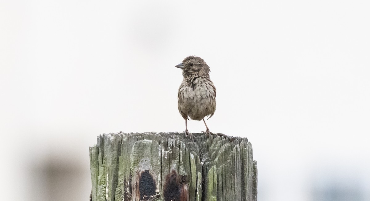 Song Sparrow - ML620293109