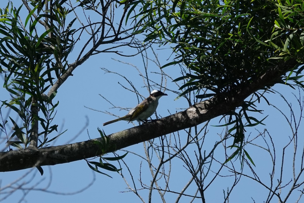 Light-vented Bulbul - ML620293114